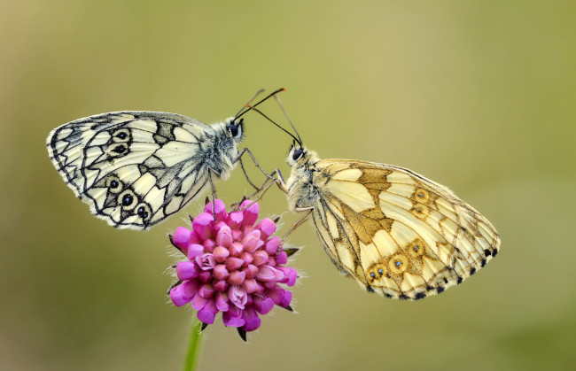 Обои картинки фото животные, бабочки,  мотыльки,  моли, крылья, цветок, макро, фон, усики