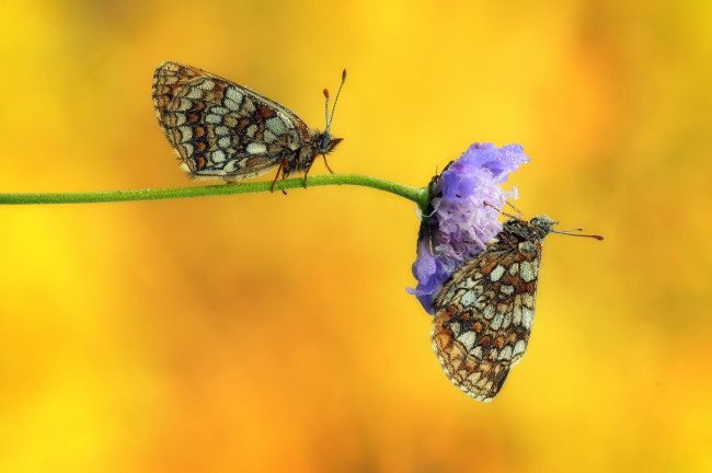 Обои картинки фото животные, бабочки,  мотыльки,  моли, утро, цветок, крылья, капли, роса, макро