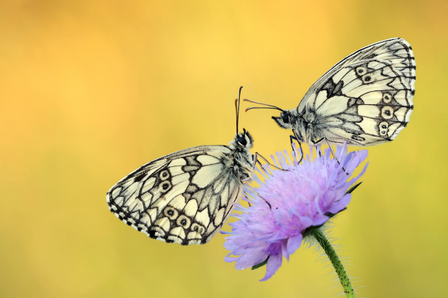 Обои картинки фото животные, бабочки,  мотыльки,  моли, утро, макро, жёлтый, усики, крылья, фон, цветок