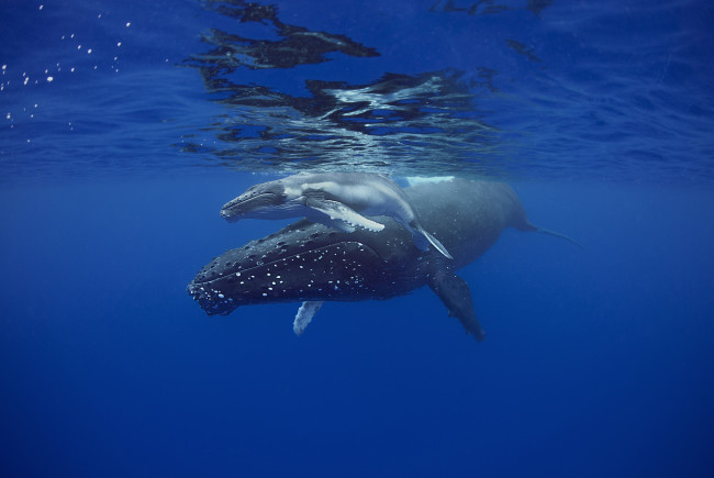 Обои картинки фото sleeping mother and calf humpback whales, животные, киты,  кашалоты, детеныш, китиха