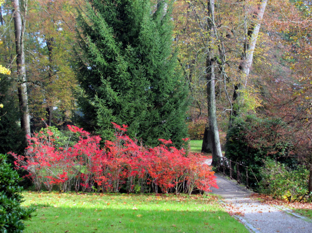 Обои картинки фото природа, парк, деревья, осень, кусты
