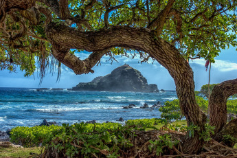 Картинка природа тропики солнечно прибой деревья кусты побережье