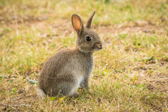 Картинка животные кролики +зайцы заяц милый ушки окрас