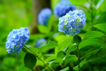 Картинка цветы гортензия splendor petals flowers blue пышность лепестки цветки голубая hydrangea