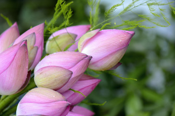 Картинка цветы лотосы лепестки цветение лотос