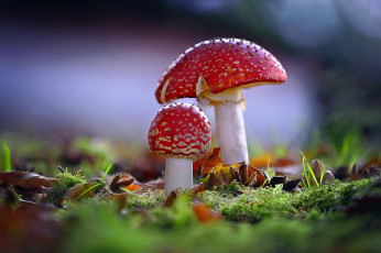 Картинка природа грибы +мухомор макро мох мухоморы