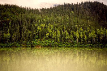 Картинка природа реки озера аляска деревья река лес зелень горы туман
