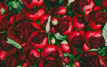 Картинка цветы пионы красный бутоны лепестки