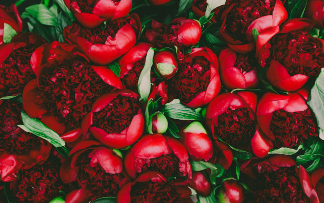 Обои картинки фото цветы, пионы, красный, бутоны, лепестки