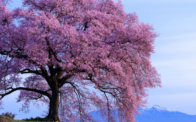 Обои картинки фото природа, деревья, горы, цветение, солнечно, небо, весна, дерево
