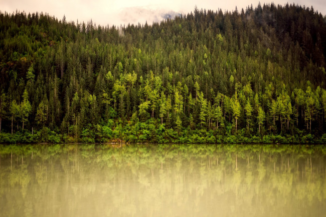 Обои картинки фото природа, реки, озера, аляска, деревья, река, лес, зелень, горы, туман