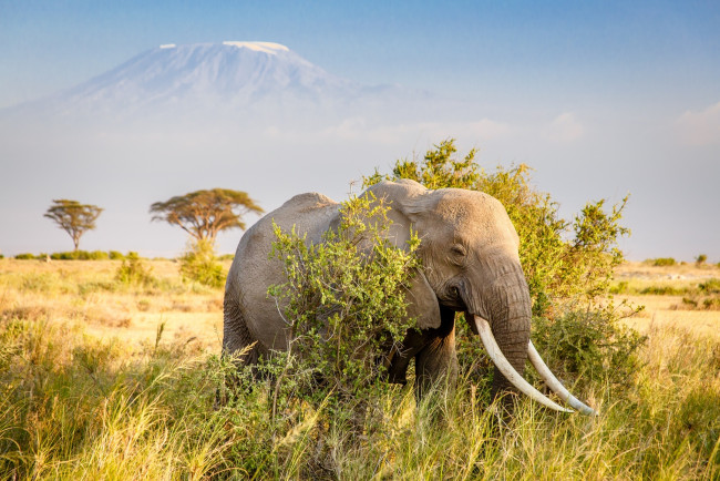 Обои картинки фото животные, слоны, слон, африка, гора