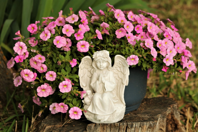 Обои картинки фото цветы, петунии,  калибрахоа, розовые, статуэтка, ангел