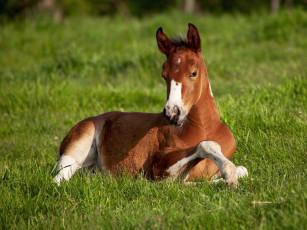 Картинка american paint foal iowa животные лошади