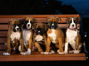 Картинка boxer puppies животные собаки
