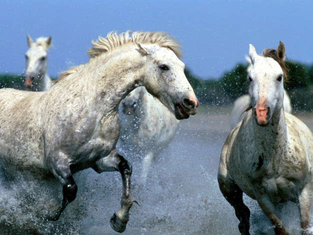 Обои картинки фото afternoon, race, животные, лошади