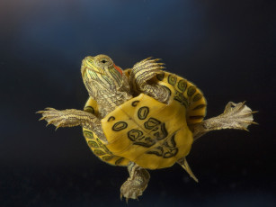 Картинка животные Черепахи