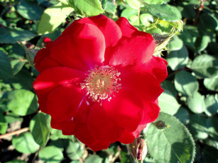 Картинка цветы розы красный яркий