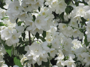 Картинка цветы жасмин белые