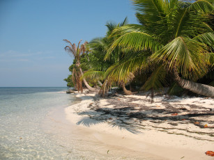 Картинка природа тропики берег пальмы