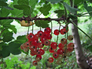 Картинка природа Ягоды ягоды