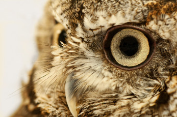 Картинка животные совы клюв глаз