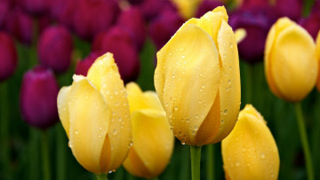 Картинка цветы тюльпаны капли воды красные желтые