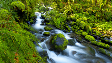 Картинка природа реки озера камни река папоротник мох лес