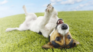 Картинка животные собаки лужайка трава пёсик джек рассел терьер