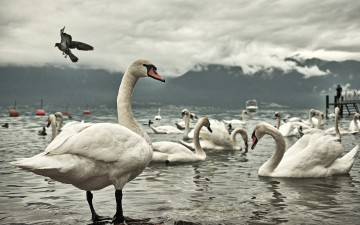Картинка животные лебеди озеро птицы