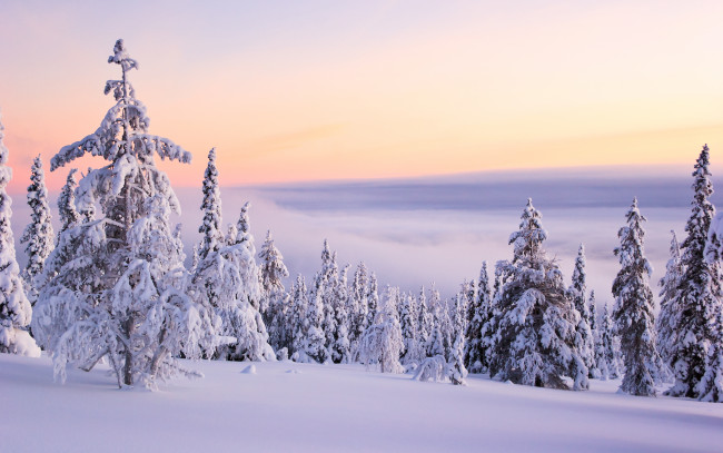 Обои картинки фото природа, зима, снег, пейзаж, ели