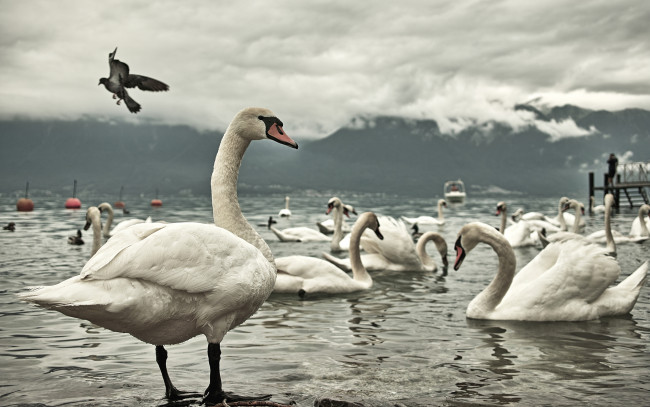 Обои картинки фото животные, лебеди, озеро, птицы
