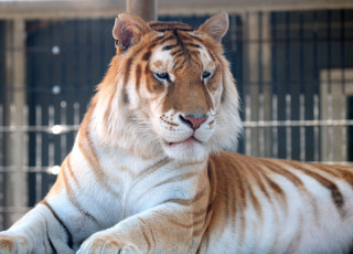 Картинка животные тигры золотой тигр