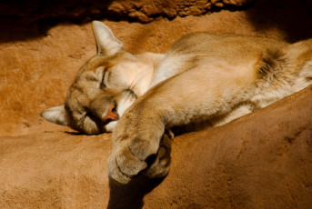 Картинка животные пумы кугуар горный лев отдых сон