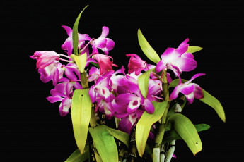 Картинка den cassiope цветы орхидеи