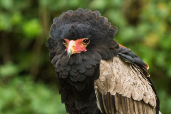 Картинка животные птицы хищники каракара перья