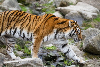 Картинка животные тигры камни прогулка амурский тигр