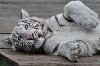 Картинка животные тигры тигрёнок белый тигр