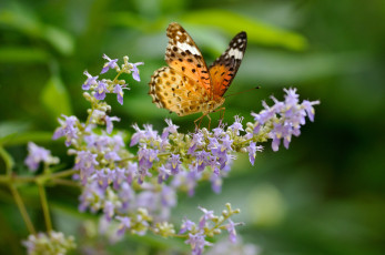 Картинка животные бабочки цветы аргирей макро