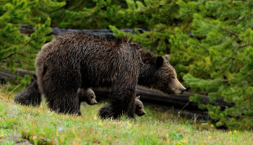 Картинка животные медведи гризли медведица медвежата материнство прогулка