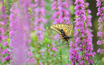 Картинка животные бабочки махаон цветы макро