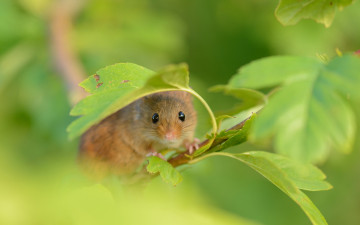 Картинка животные крысы мыши мышь-малютка