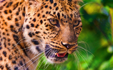 Картинка животные леопарды leopard