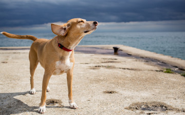 Картинка животные собаки море собака