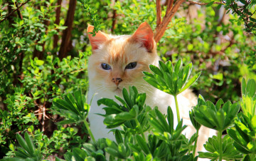 Картинка животные коты листья