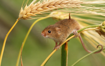 Картинка животные крысы мыши макро колосья мышь-малютка
