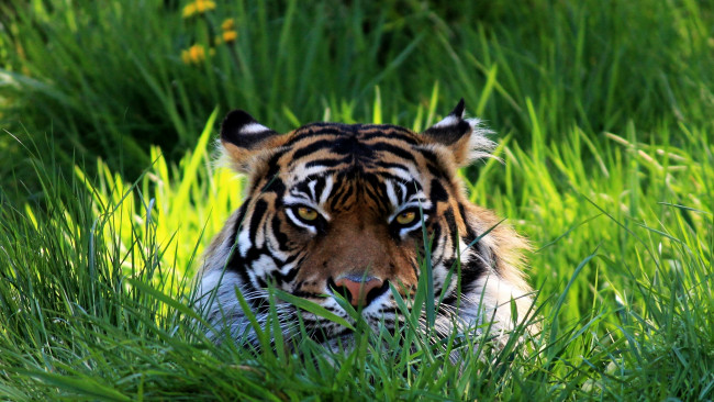 Обои картинки фото животные, тигры, трава, взгляд, морда
