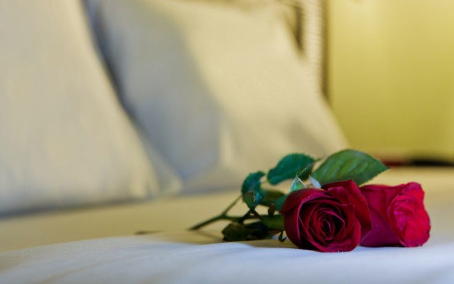 Обои картинки фото цветы, розы, постель, бутоны