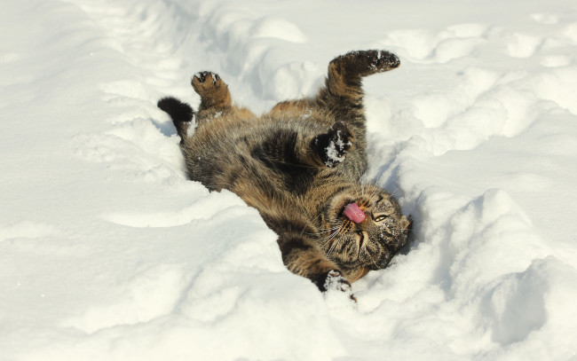 Обои картинки фото животные, коты, снег, зима, настроение