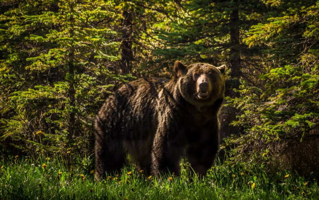 Обои картинки фото животные, медведи, гризли, лес